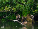 Cormorant – Kormoran